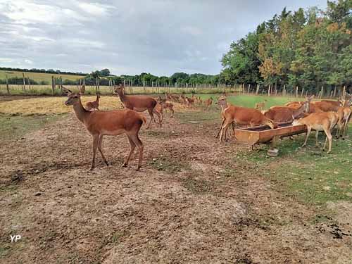 Ferme de l'Étang / élevage Fresnay
