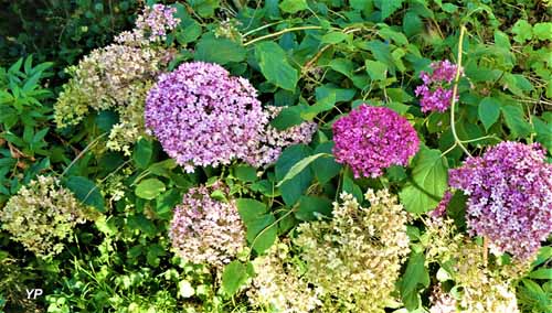 Jardin de Cassandra et sa pépinière