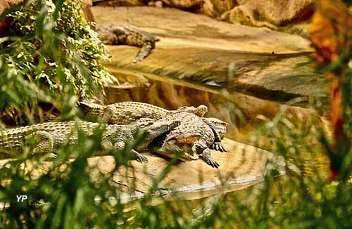 La Ferme aux Crocodiles