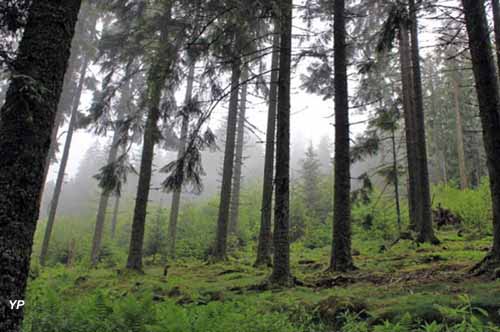 La Tête des Faux - 1914-1918