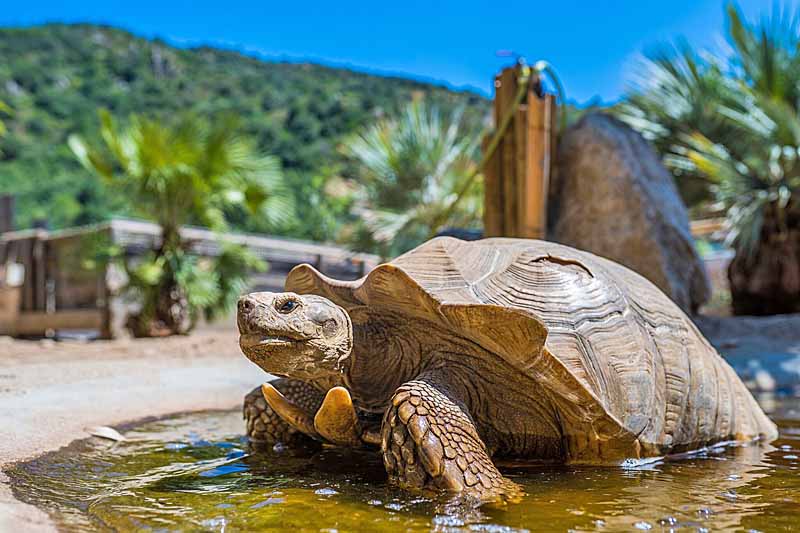 Tortue sillonn&eacute;e