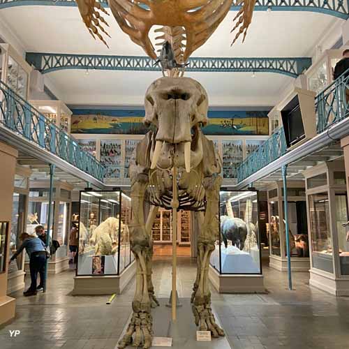 Musée d'Histoire Naturelle de Lille