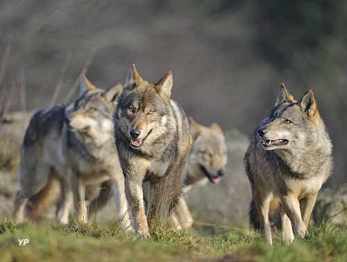 Parc Animalier des Monts de Guéret - Les Loups de Chabrières
