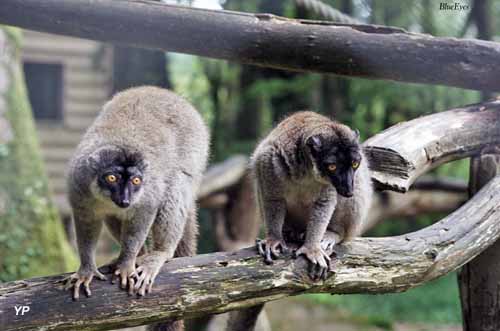 Parc Animalier Saint-Martin