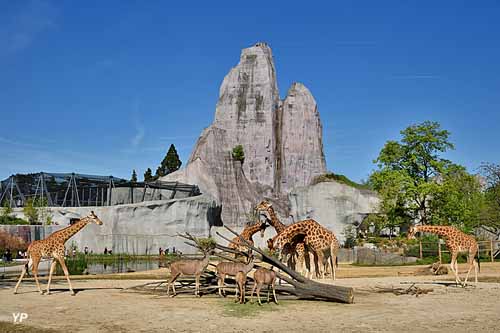 Parc zoologique de Paris - Zoo de Vincennes