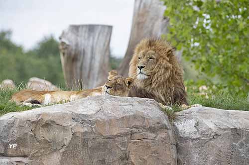 Lions - Terre des Lions