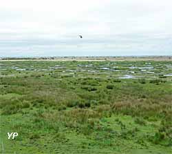 Marais de Brière