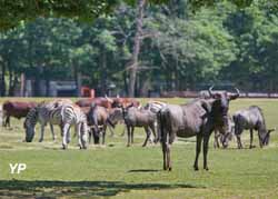 Parc animalier de Thoiry