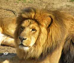 Parc Zoologique - African Safari - lion