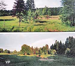 Arboretum du Lavot - été