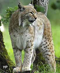 Parc animalier de Gramat - lynx