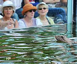 Zoodyssée - loutres