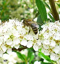 Maison des Abeilles - Parc naturel de la Brenne