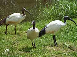 Ibis sacré