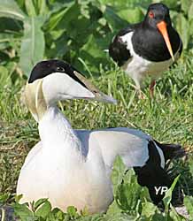 Eider à duvet et huîtrier pie