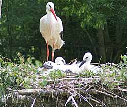 Cigogne et cigogneaux dans le nid