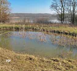 Même en hiver, le site offre un agréable paysage. Vous pourrez y observer les oiseaux sédentaires et les migrateurs hivernants