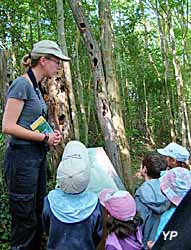 Dans la ripisylve (forêt bordant l'eau), vous allez découvrir les nids de pics que l'on appelle des loges
