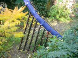 Arbre bleu aux pommes de pin mangées par l'Ecureuil