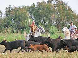 Office de tourisme de Vauvert et de Petite Camargue (doc. OT Vauvert)
