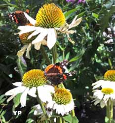 Jardins de la Boirie