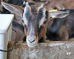 Chevrette (doc. Ferme du Cabri au Lait)