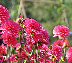 Dahlia Karma Fuchsiana