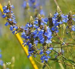 Salvia uliginosa