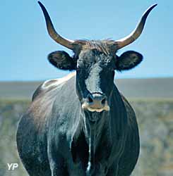 Le Thot - un auroch