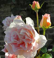 Rose Abraham Darby