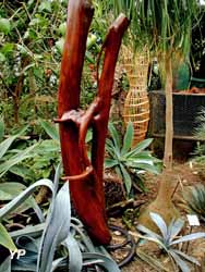 Fusion végétale et agave