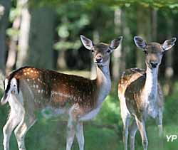 Parc animalier de Boutissaint