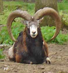 Mouflon mâle