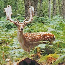 Daims dans les fougères