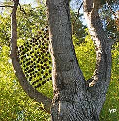 Bibliothèque de l'écureuil
