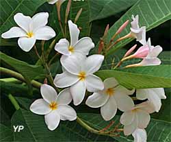 La Planète des Crocodiles