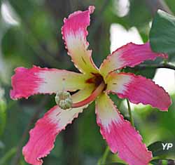 La Planète des Crocodiles