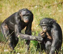 Les bonobos Lucy et Khaya