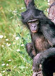 Bonobo Ulindi