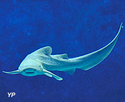 Aquarium de Lyon - requin léopard