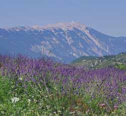 Montbrun les Bains - au loin, le mont Ventous