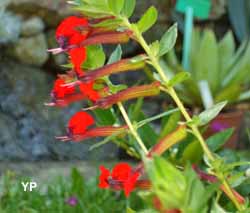 Jardins de la Chènevière