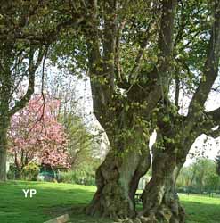 Arbre des épousailles