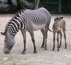 Zèbre de Grévy et son zébron