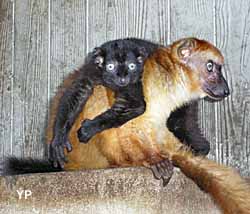 Lémur aux yeux turquoise