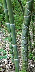Jardin de Bambous - kikko