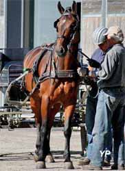 Haras National de Rodez (doc. IFCE)