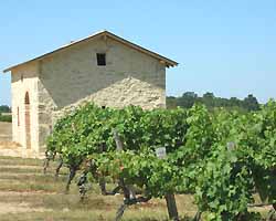 vignoble d'Anjou (doc. Office de Tourisme du Vihiersois Haut-Layon)