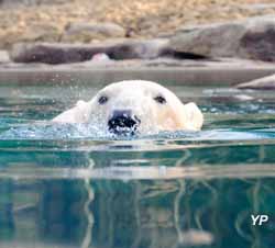Parc zoologique et botanique de Mulhouse - ours polaire