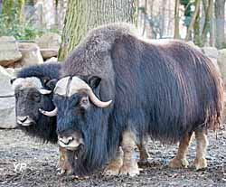 Parc zoologique et botanique de Mulhouse - espace Grand Nord